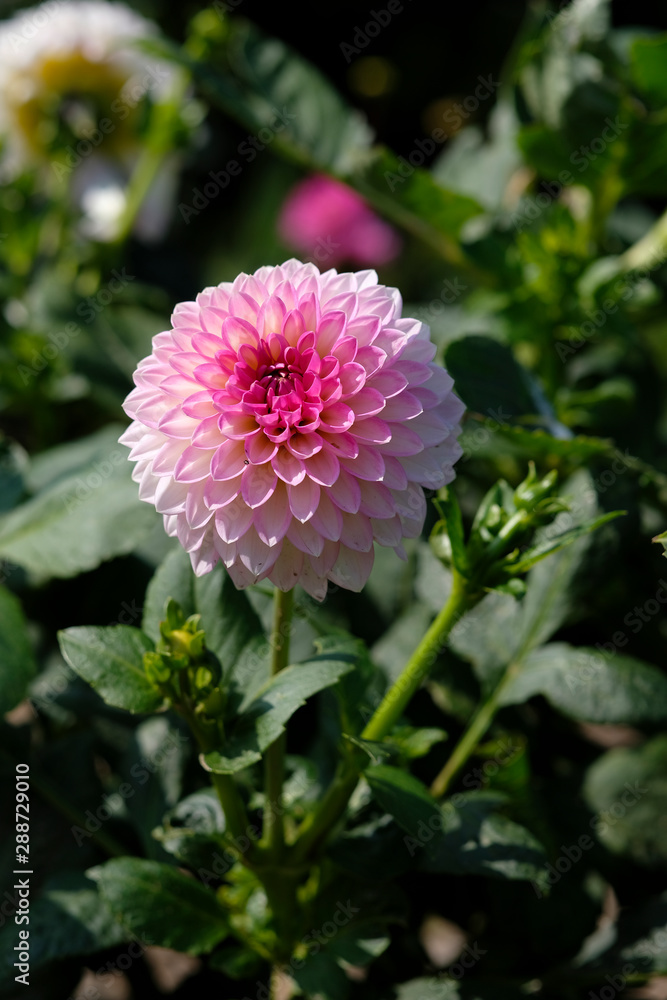 Fototapeta premium weiß-rosa Dahlie - Blüte