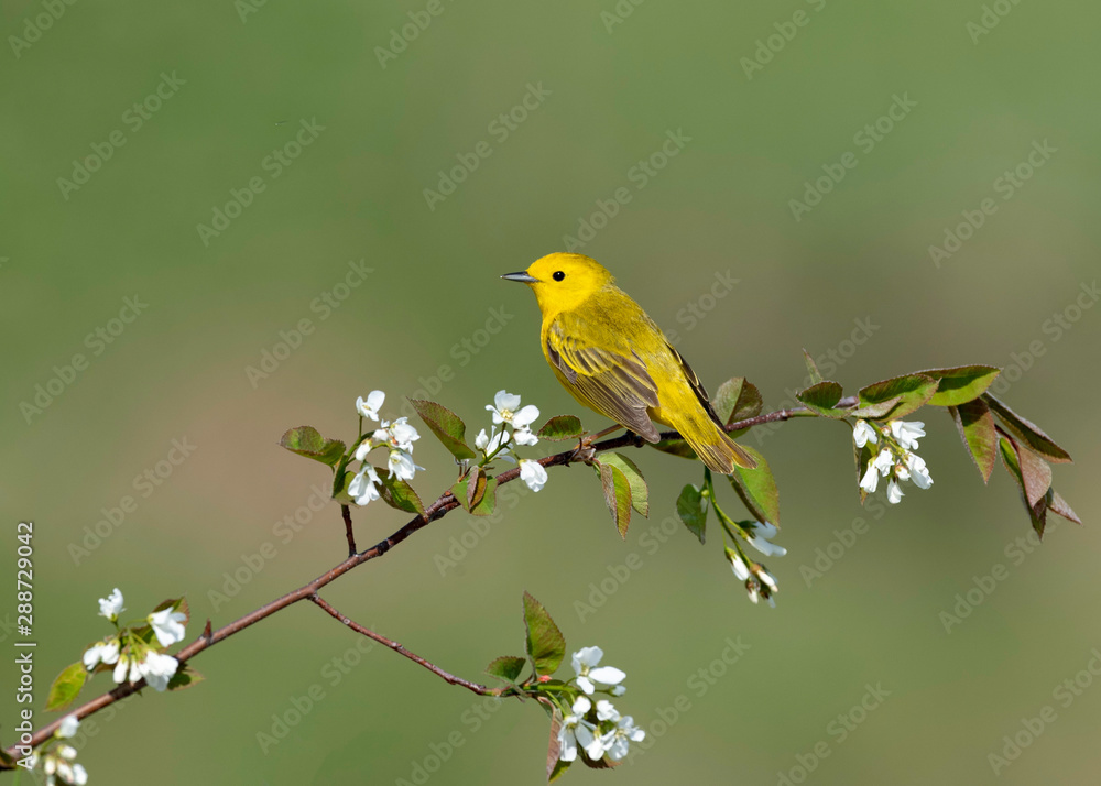 Yellow Warbler in Upper Peninsula of Michigan - Munuscong Bay Management Area