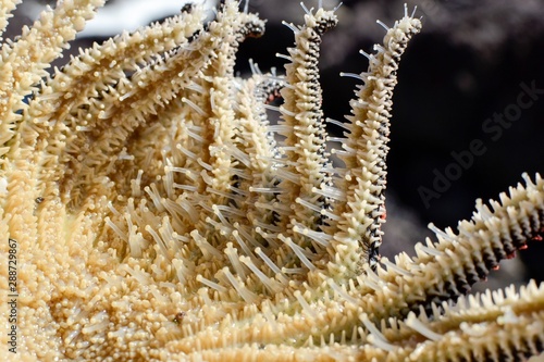 Specimen of Heliaster Helianthus, a multi-armed starfish. Detail of the underside and the podia (tube feet).