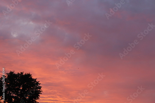 Beautiful pink sunset in summer city clouds trees © YURY