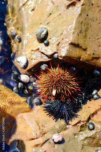 A chilean red sea urchin (Loxechinus albus) on shallow waters in the coast of Antofagasta, Chile. photo