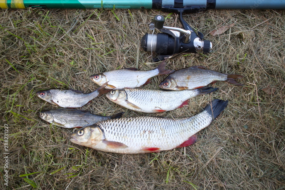Caught fish on the grass next to a fishing rod Caught fish on the grass next to a fishing rod