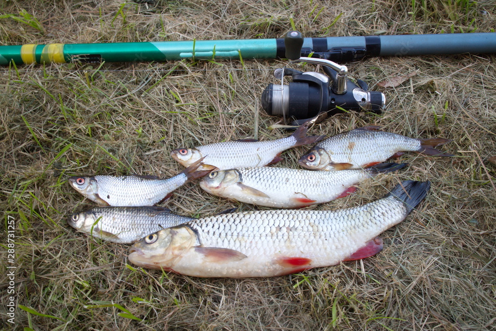 Caught fish on the grass next to a fishing rod Caught fish on the grass next to a fishing rod