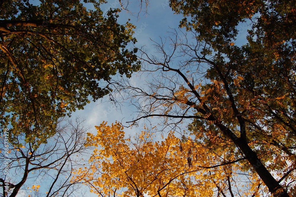 Fototapeta premium yellow tree in autumn