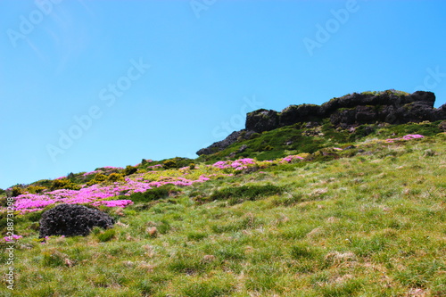 제주에 있는 한라산의  풍경이다. photo