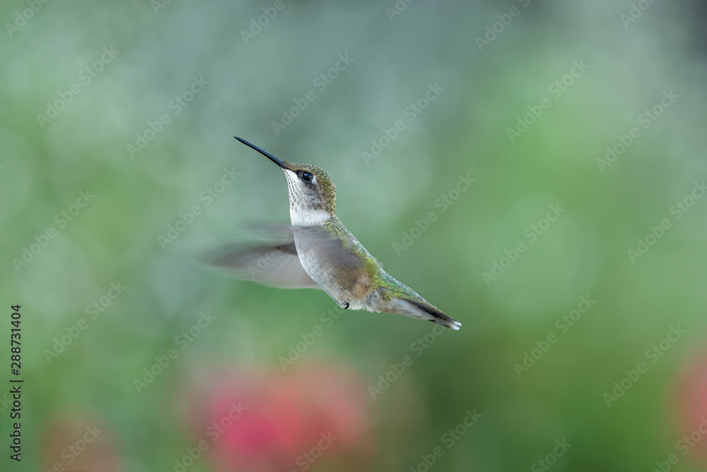 Fototapeta premium Garden Wonder