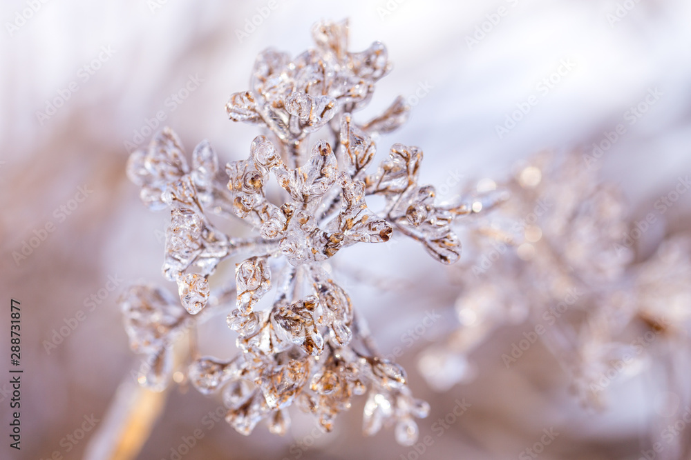 Ice covered garden plant in winter Ice covered garden plant in winter
