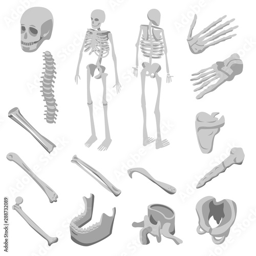 Skeleton icons set. Isometric set of skeleton vector icons for web design isolated on white background