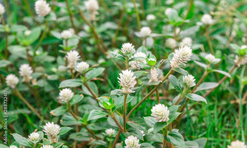 White flowers, for the background. 