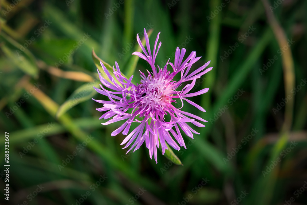 purple flower cornflower
