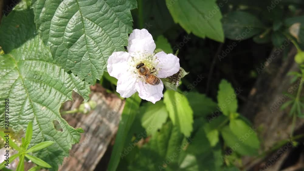 Hard working bee gathering pollen.Beautiful bee gathering pollen and nectar. Hard working bee gathering pollen.Beautiful bee gathering pollen and nectar.