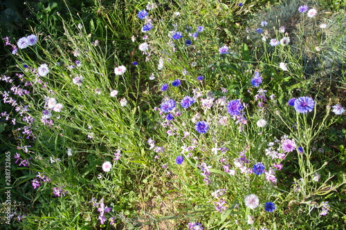 wildflowers on a sunny summer morning