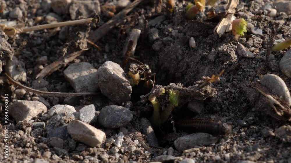 extreme close up shot of ant dragging dirt extreme close up shot of ant dragging dirt