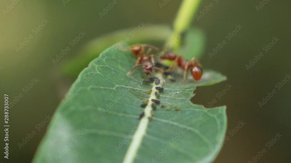 macro shot of ants and aphids on the leaf, shallow depth of field macro shot of ants and aphids on the leaf, shallow depth of field