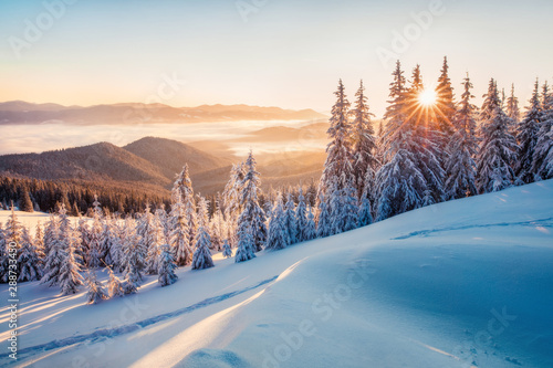 Impressive winter morning in Carpathian mountains with snow covered fir trees. Colorful outdoor scene, Happy New Year celebration concept. Artistic style post processed photo.