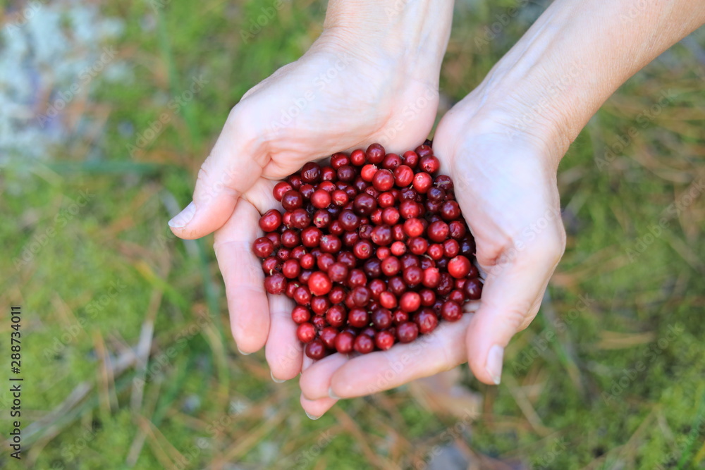Female palms full of lingonberries. Picking berries in the forest Female palms full of lingonberries. Picking berries in the forest