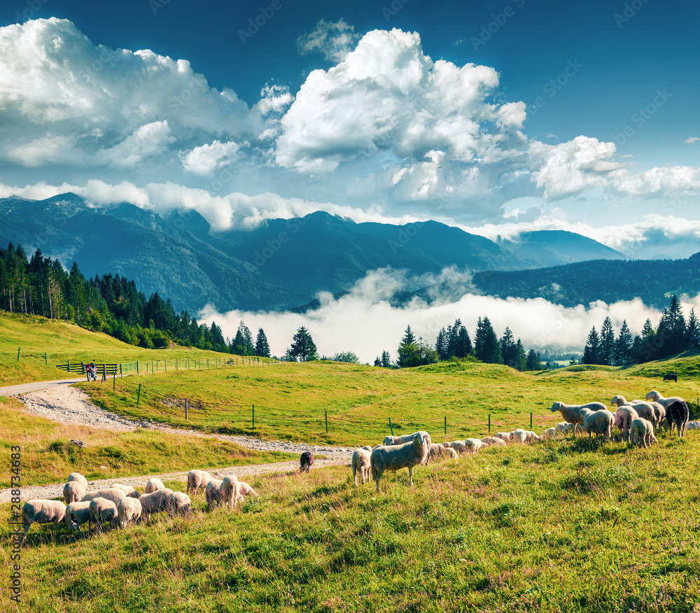 Flock of sheeps on alpine pasture in sunny summer day. Colorful morning scene of Triglav National Park, Juliann Alps, Slovenia, Europe. Instagram filter toned.