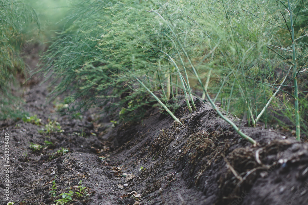 Obraz premium Spargel im April