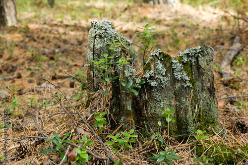 A stump in the summer coniferous forest overgrown with moss.