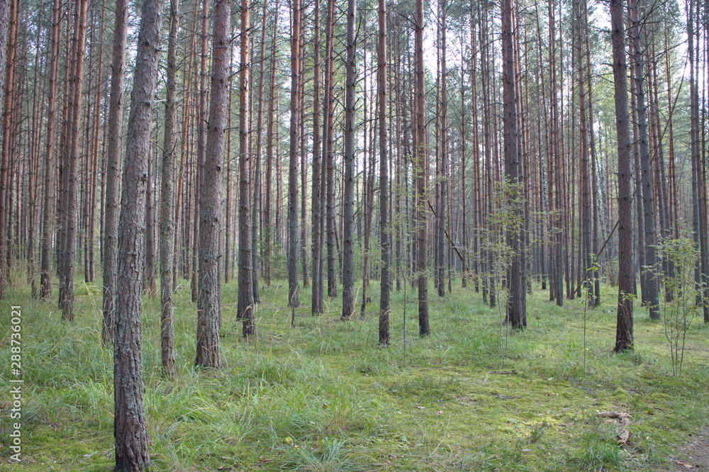 Naklejka premium relaxing in a pine forest on a summer day