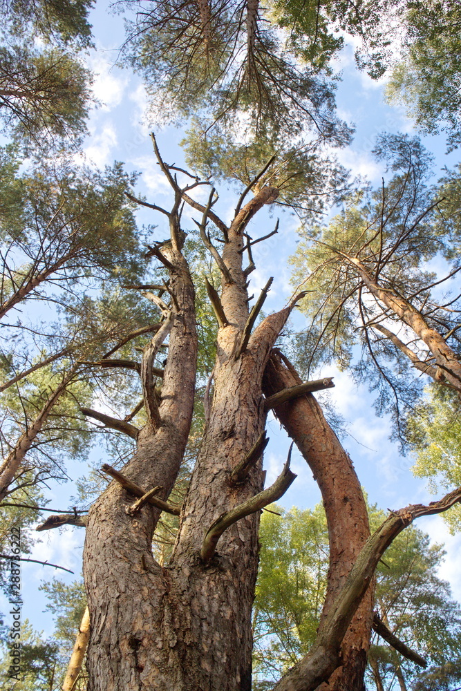 relaxing in a pine forest on a summer day relaxing in a pine forest on a summer day