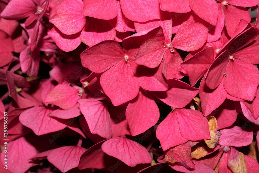 Pink Purple hydrangea Pink Purple hydrangea