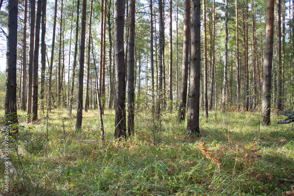 relaxing in a pine forest on a summer day relaxing in a pine forest on a summer day