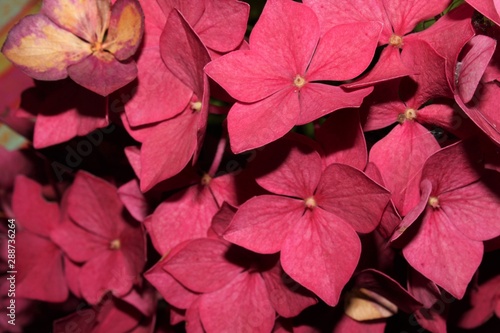 Pink purple hydrangea