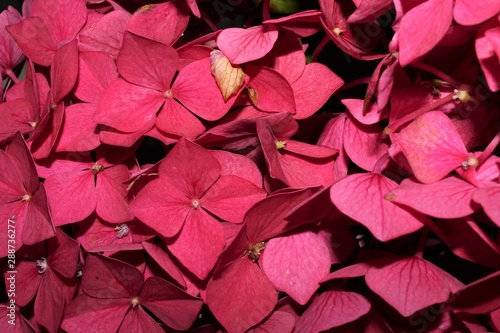 Pink purple hydrangea 