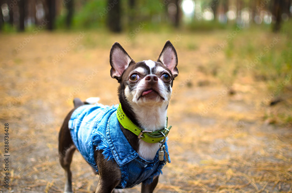 Chihuahua dog in a denim shirt in a forest on a footpath Chihuahua dog in a denim shirt in a forest on a footpath