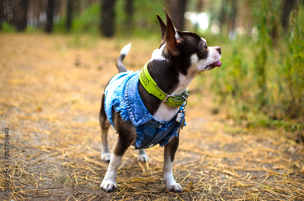 Chihuahua dog in a denim shirt in a forest on a footpath