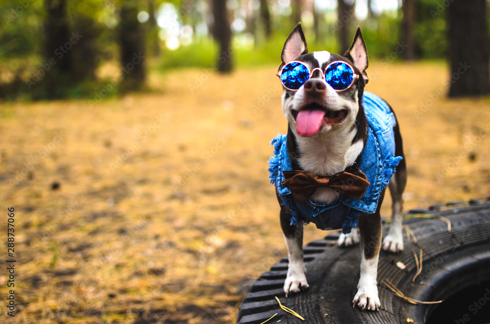 Fototapeta premium Stylish chihuahua with glasses is standing
