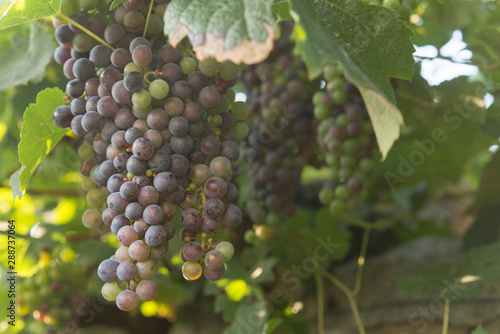 grape in the bio vineyard
