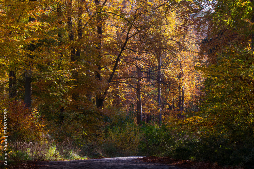 beech forest