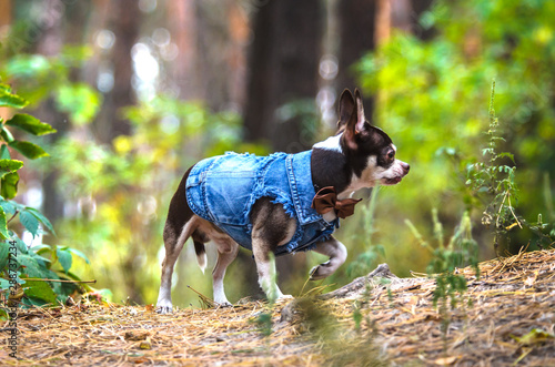 Stylish chihuahua dog in clothes runs on a green forest