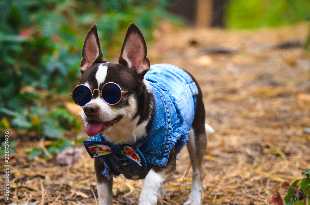 Fashionable and brutal chihuahua dog with glasses in the forest Fashionable and brutal chihuahua dog with glasses in the forest