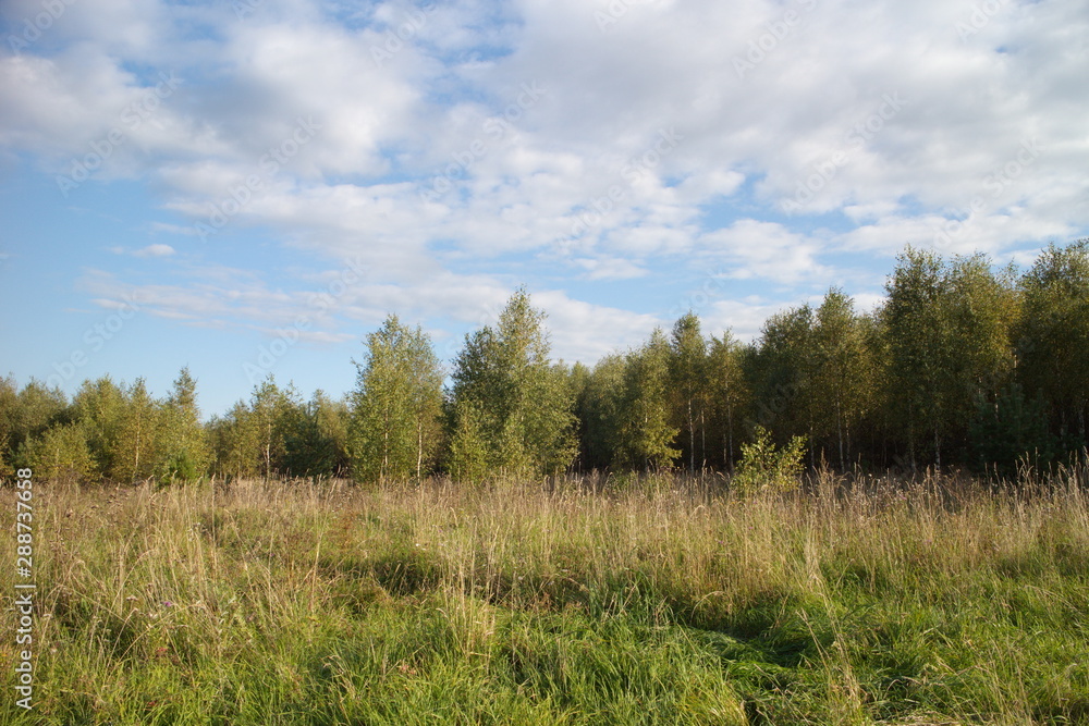 Green field near the forest on a summer day Green field near the forest on a summer day