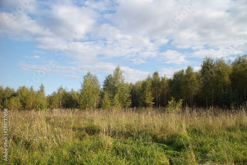 Green field near the forest on a summer day