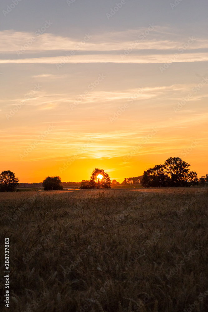 Sun Setting Behind a Tree over Golden Wheat Field in Normandy France Sun Setting Behind a Tree over Golden Wheat Field in Normandy France