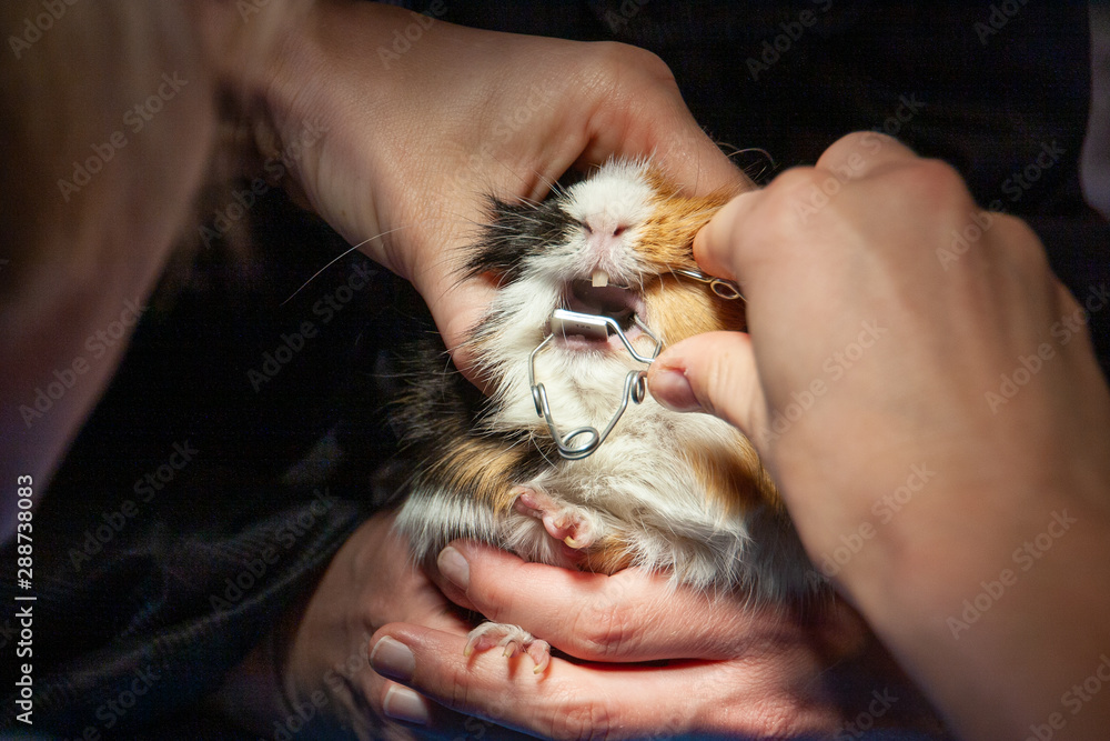 Meerschweinchen (lat. Caviidae) beim Tierarzt Meerschweinchen (lat. Caviidae) beim Tierarzt