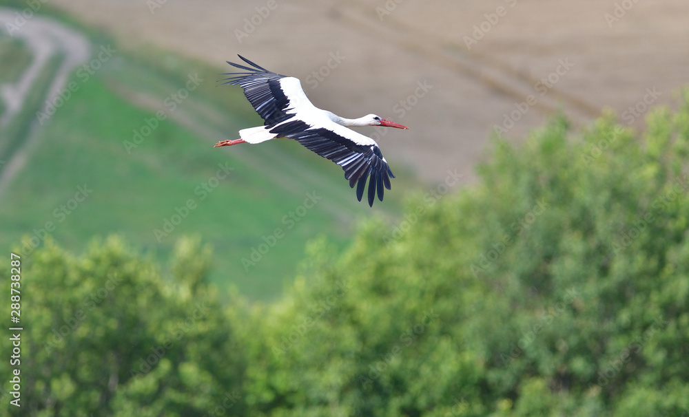 Obraz premium White stork flies over the woods and meadows
