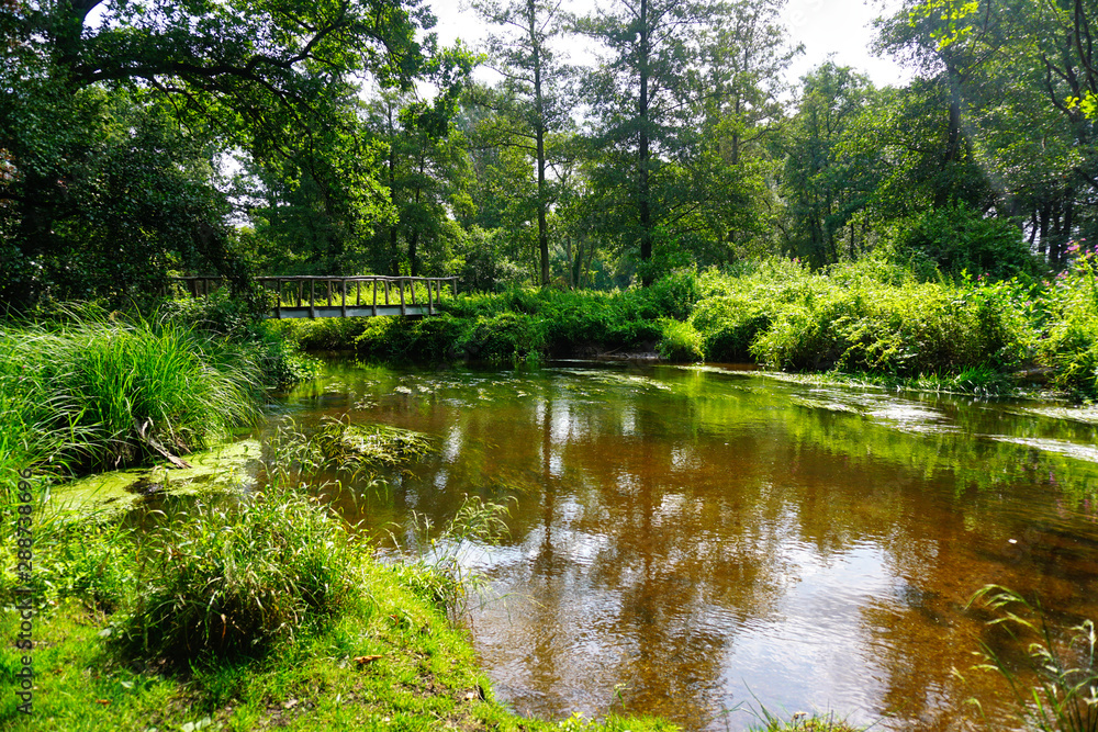 Fototapeta premium Waldsee mit Brücke