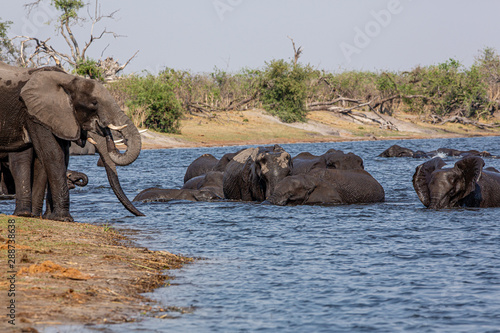 Elephants from Caprivi Strip - Bwabwata, Kwando, Mudumu National park - Namibia photo