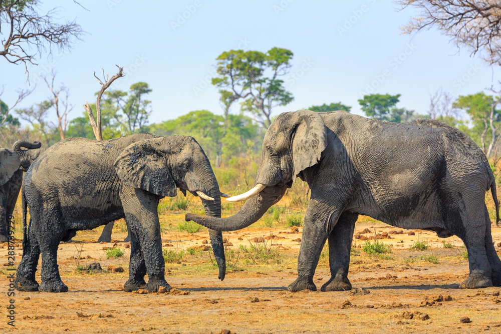 Fototapeta premium Elephants in Khaudum National Park - Namibia