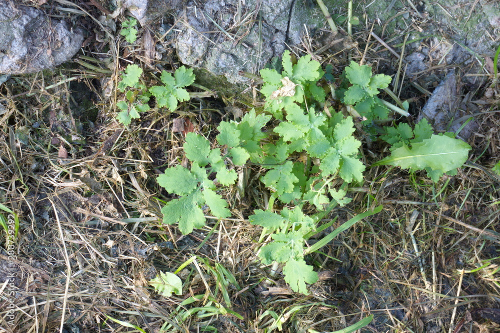 celandine growing near the wall of the house celandine growing near the wall of the house