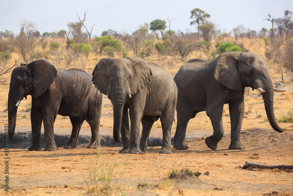 Elephants in Khaudum National Park - Namibia