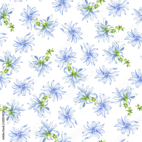 Seamless pattern with blue chicory flowers on white background. Hand drawn watercolor illustration. 