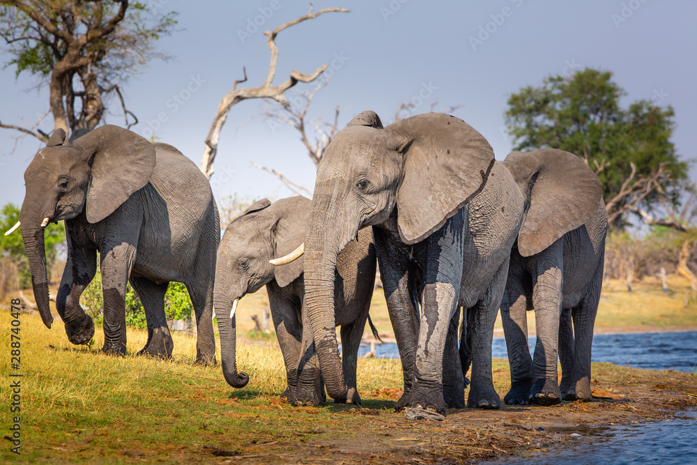 Fototapeta premium Elephants from Caprivi Strip - Bwabwata, Kwando, Mudumu National park - Namibia