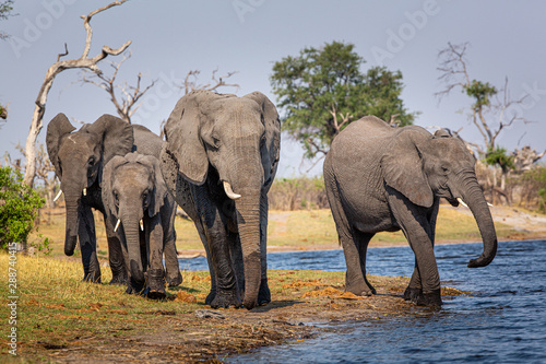 Elephants from Caprivi Strip - Bwabwata  Kwando  Mudumu National park - Namibia