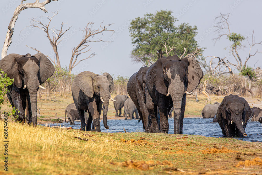 Fototapeta premium Elephants from Caprivi Strip - Bwabwata, Kwando, Mudumu National park - Namibia